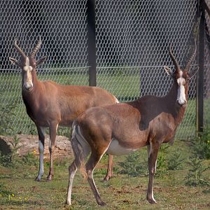 Blesbok : Whipsnade : 05 Jun 2016