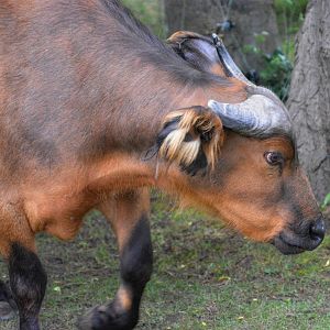 African forest buffalo