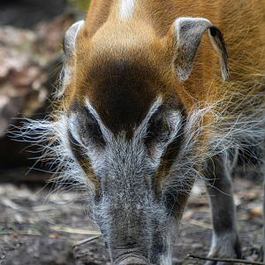 Red River Hog