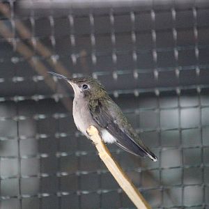 Hummingbird ID please?