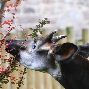 Okapi
