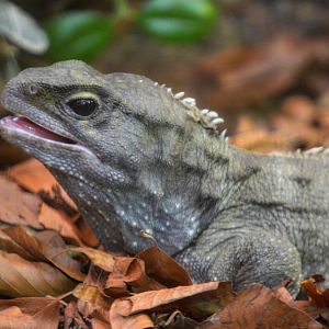 Tuatara