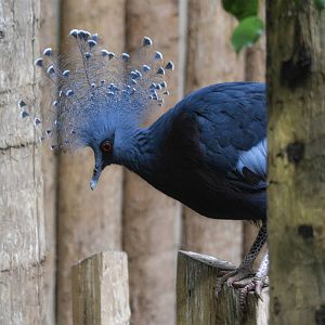 Victoria Crowned Pigeon