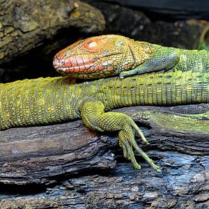 Caiman Lizards
