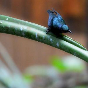 Asian Glossy Starling