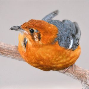 orange headed thrush
