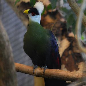 White-crested turaco