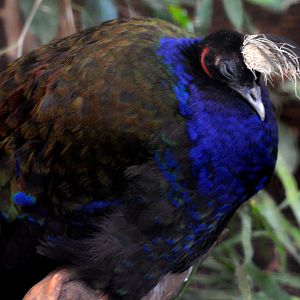 Congo Peafowl