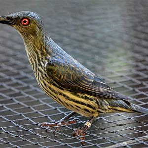 Asian Glossy Starling Immature