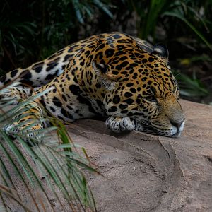 Male Jaguar