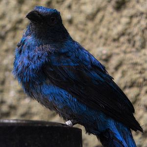 Asian fairy-bluebird female