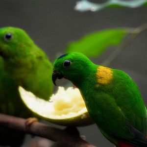 Blue-crowned hanging parrot