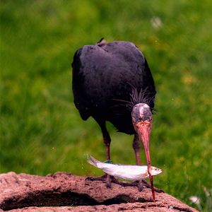 waldrapp ibis
