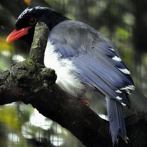 Red-billed Blue Magpie.