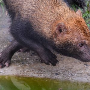 Bush dog