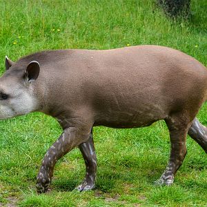 Brazilian Tapir