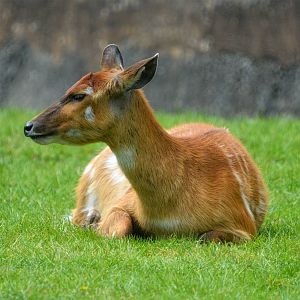 sitatunga