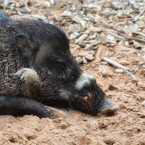 male visayan warty pig