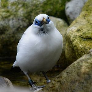 Bali Starling