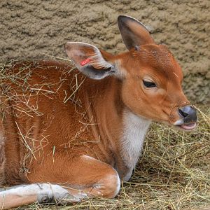 banteng calf