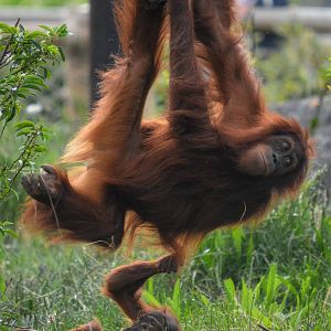 Sumatran Orang-utan