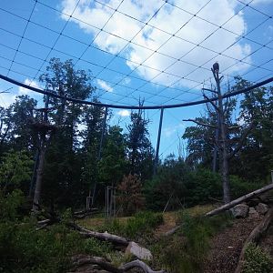 Walkthrough aviary for Bald Eagles