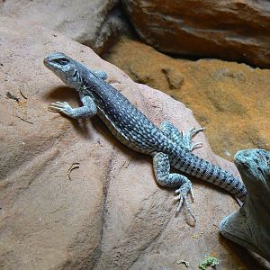 Desert Iguana - 12 June 2016, Askham Bryan College