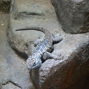 Graphic Spiny Lizard - 12 June 2016, Askham Bryan College