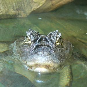 Spectacled Caiman - 12 June 2016, Askham Bryan College