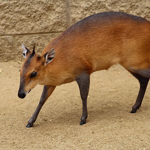 Red-Flanked Duiker