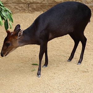 Black Duiker