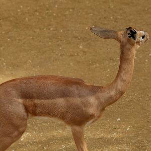 Southern Gerenuk Calf