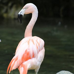 Chilean Flamingo