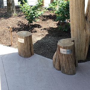 Rosebrough Tiger Passage - New June, 2016