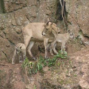 West Caucasian Tur, 13 June 2016
