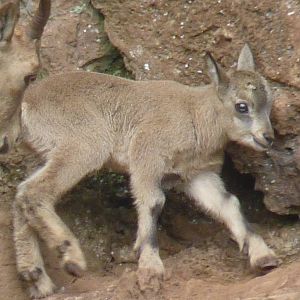 West Caucasian Tur kid, 13 June 2016