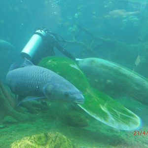 Chimelong ocean world