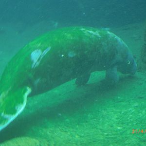 Chimelong Ocean world-froget manatee supspecies