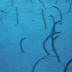 chimelong ocean world