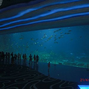 chimelong ocean world whale shark tank