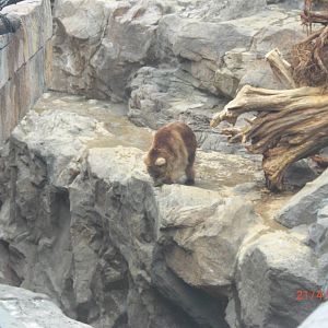 chimelong ocean world brown bear