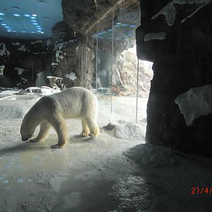 chimelong ocean world polar bear