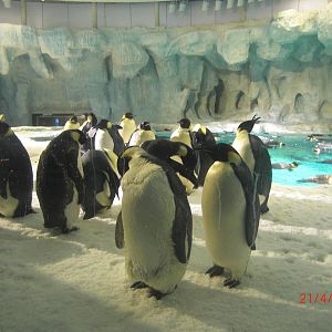 chimelong ocean world penguin