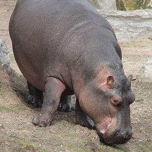 Hippo