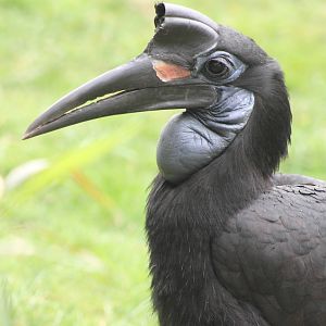Abbyssinian ground hornbill