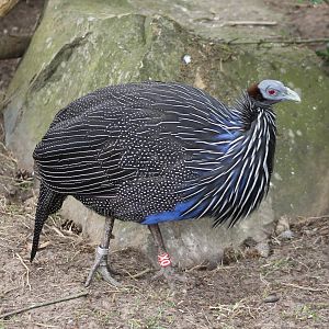 Vulturine guineafowl