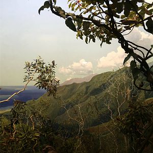 Whitney Hall of Oceanic Birds-New Caledonia