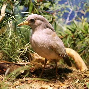 Kagu (Rhynochetos jubatus)
