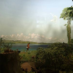 Whitney Hall of Oceanic Birds-Solomon Archipelago