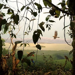 Whitney Hall of Oceanic Birds-Philippine Islands